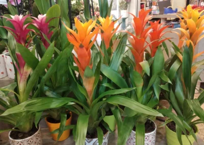 Plantas de interior nuevas 5 img