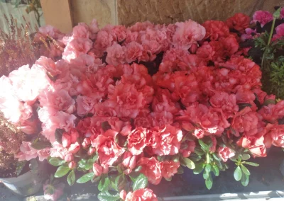 Plantas Exterior 5 img