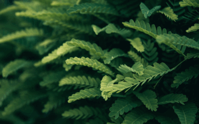 Plantas purificadoras: embellece y limpia el aire
