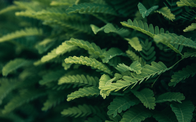 Plantas purificadoras: embellece y limpia el aire