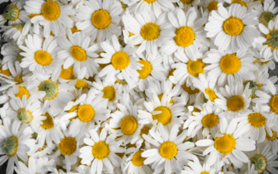 Tendencias en decoración floral para bodas y eventos