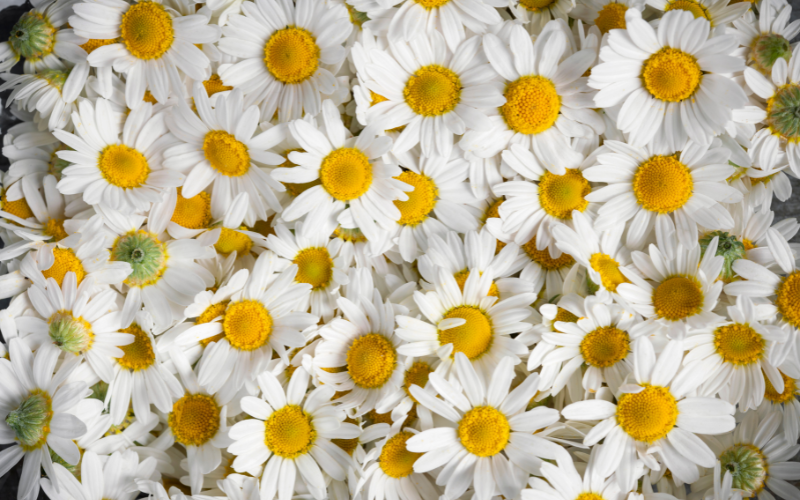 Diseño sin título (7) Flores en Platos