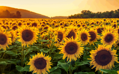 ¿Qué significa regalar girasoles?